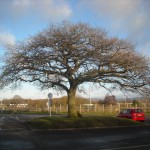 A perfectly formed Scottish tree.